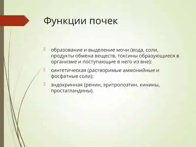 Патофизиология почек 2