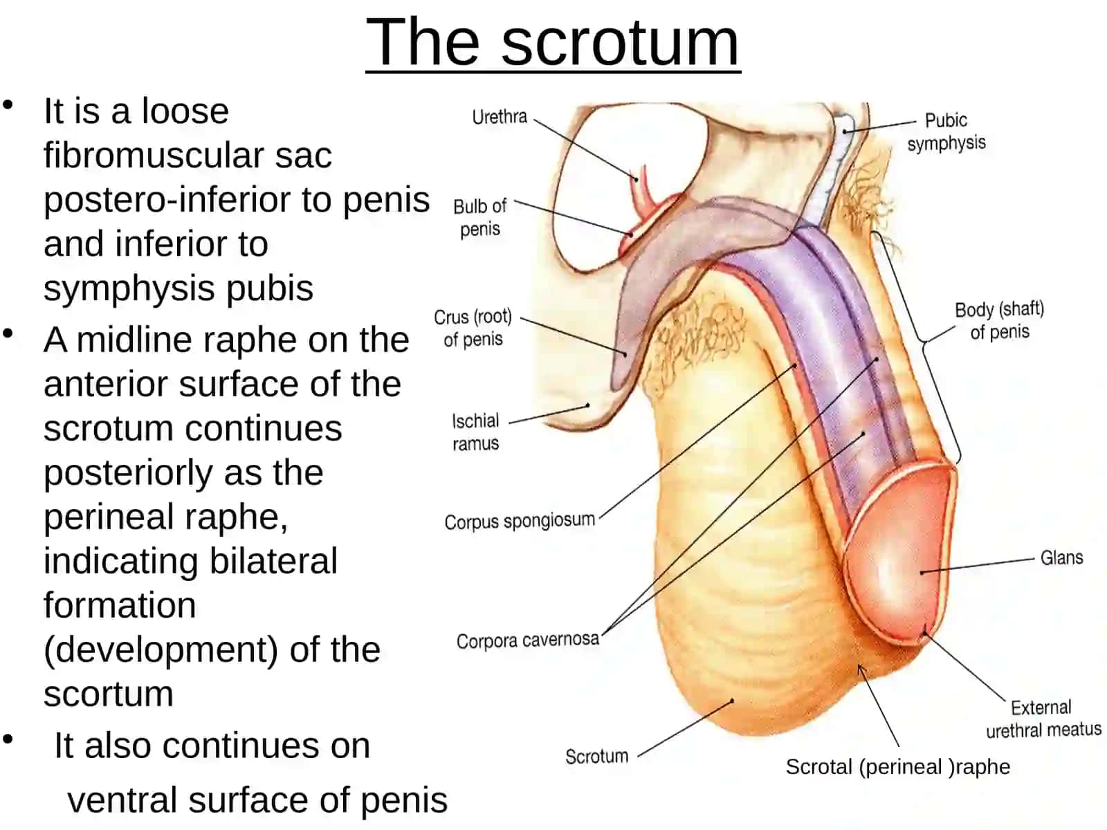 Scrotum, testis, epididymis, spermatic cord 2