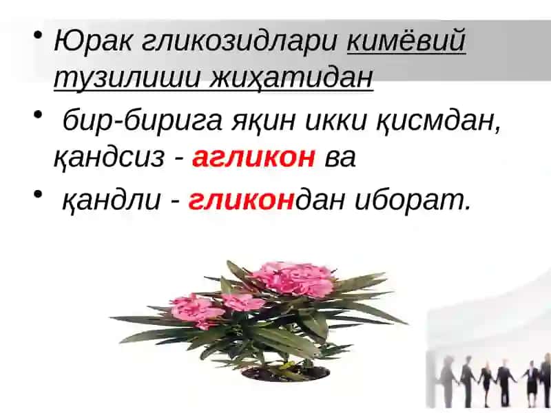Tarkibida yurak glikozidlari saqlagan dori vositalari 2