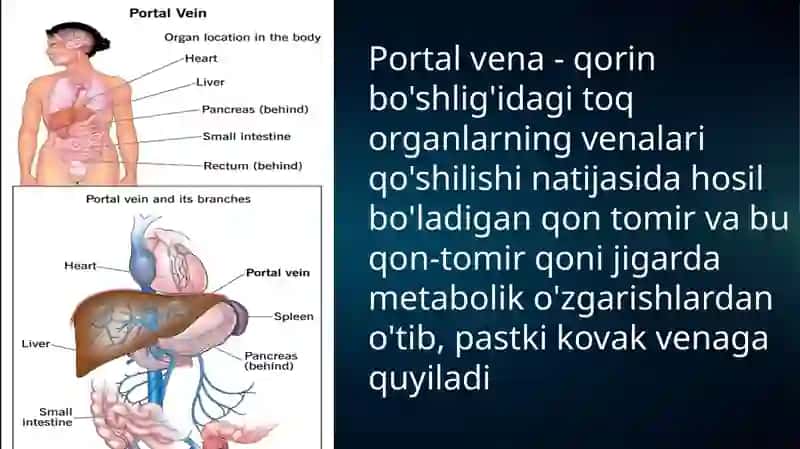 Portal gipertenziya sindromi 2