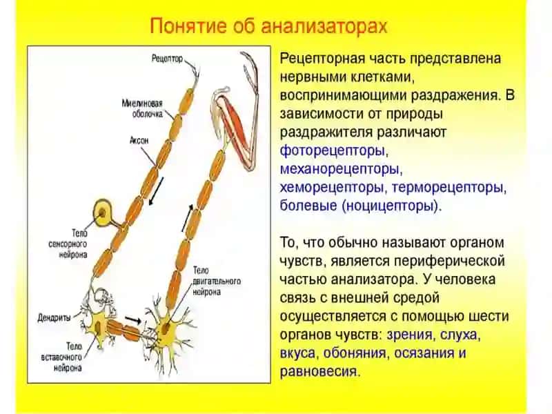 ВОЗРАСТНЫЕ ОСОБЕННОСТИ АНАЛИЗАТОРОВ И ЭНДОКРИННОЙ СИСТЕМЫ 2