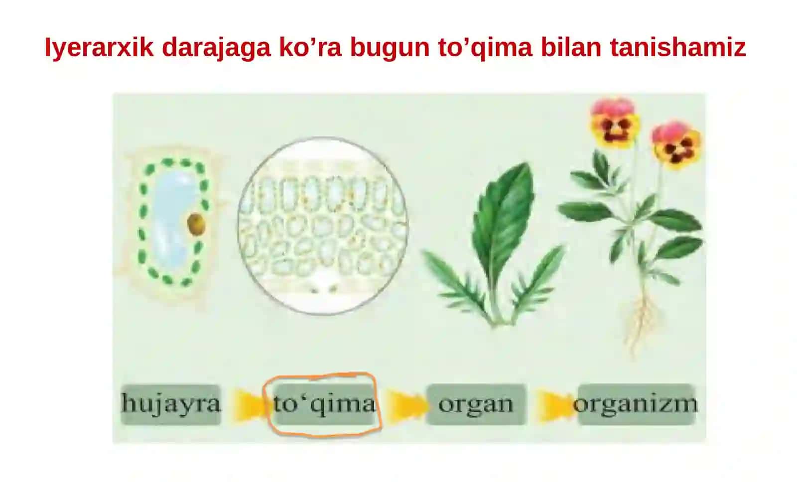TO’QIMA; VEGETATIV A’ZOLAR 2
