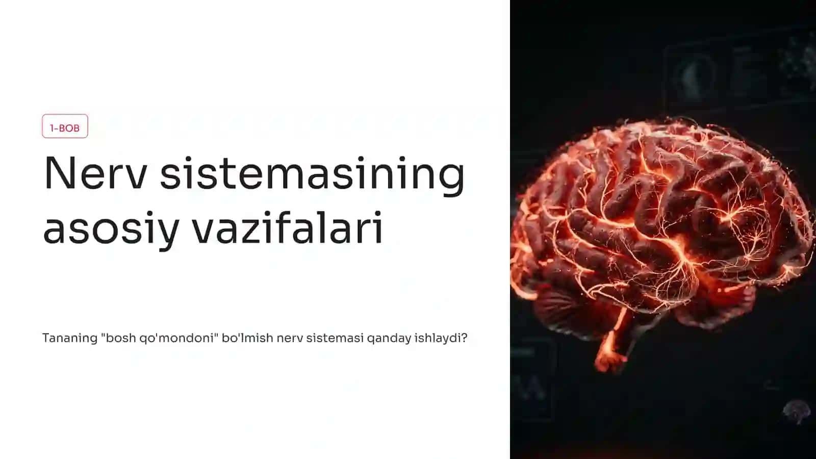 Nerv sistemasining funksiyasi va Tizza refleksi 2