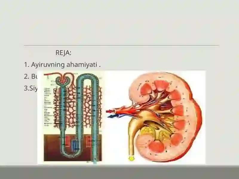 AYRUV TIZIMI BUYRAKLAR. SIYDIK TARKIBI 2