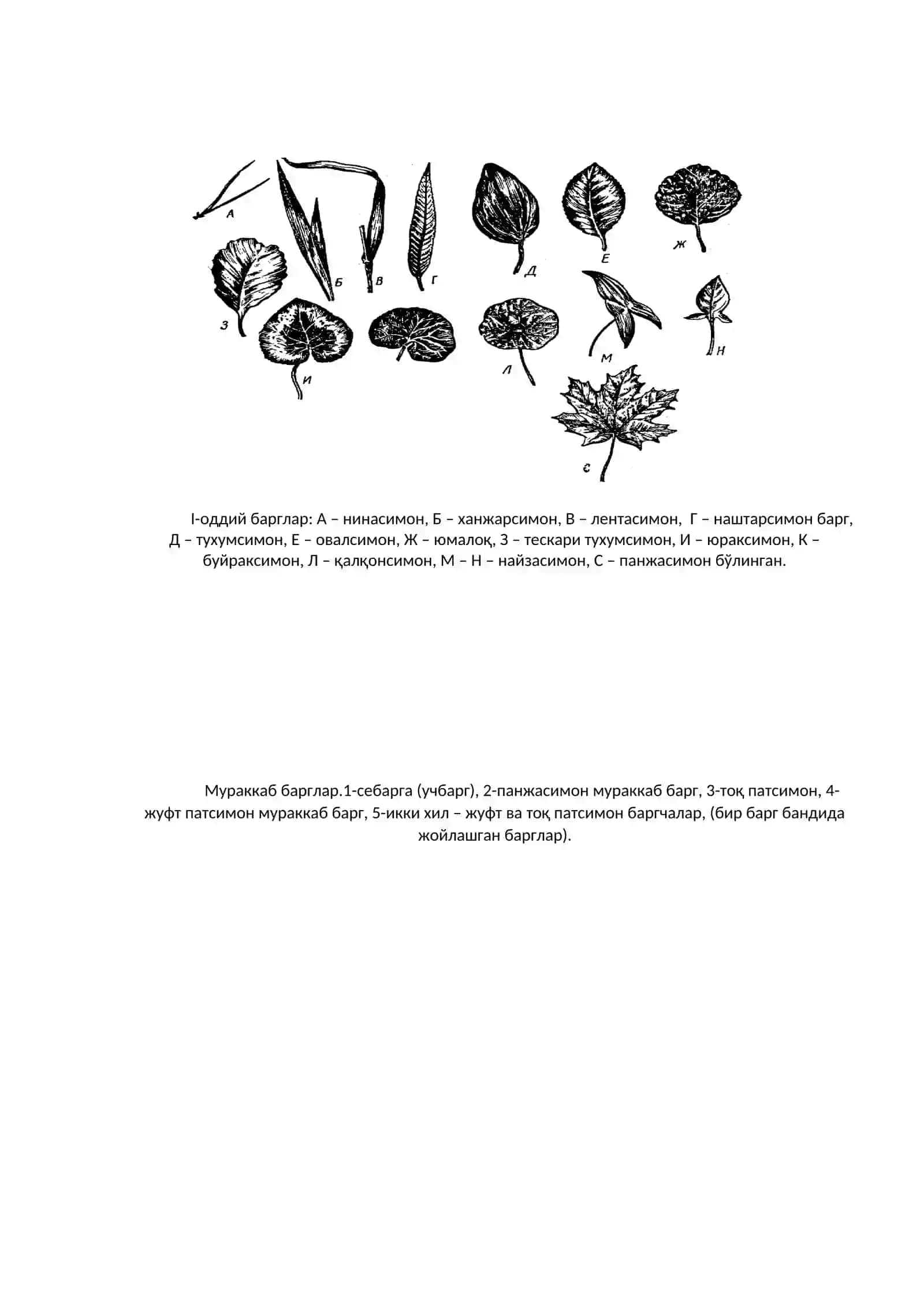 Баргларнинг пояда жойлашиши 2