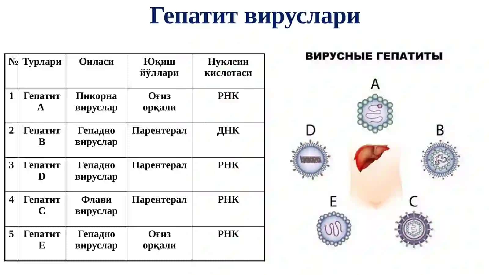 Гепатит вируслари 2