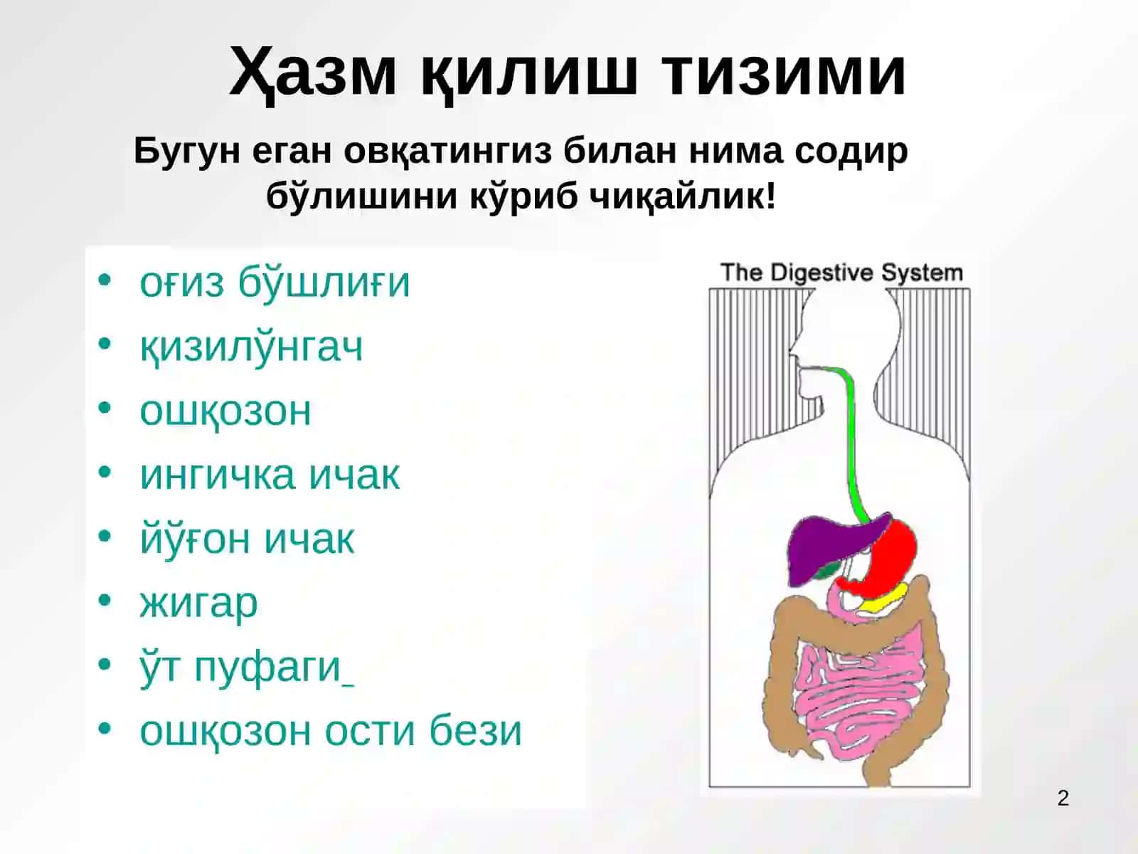 Овқат ҳазм қилиш тизими 2