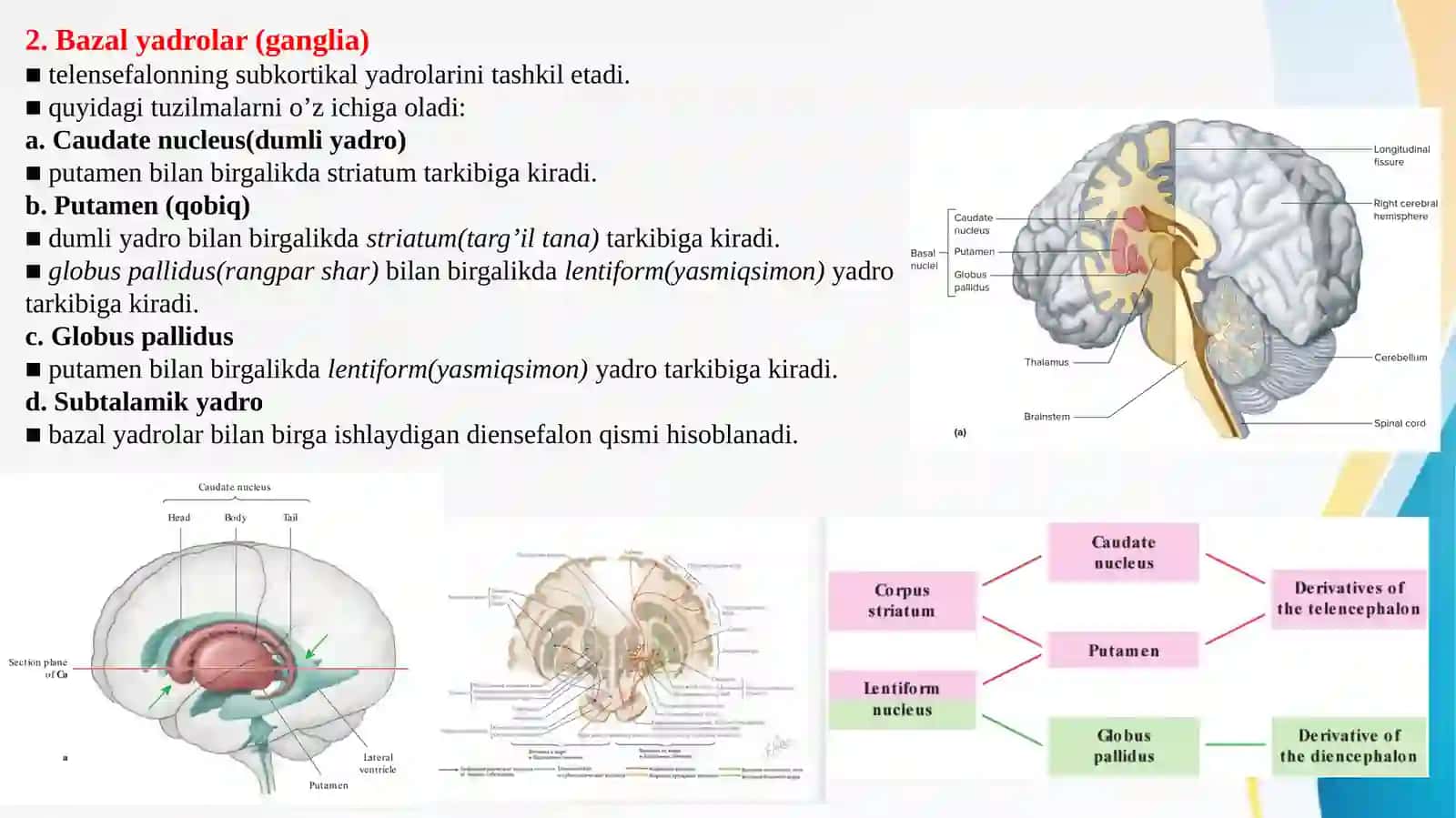 Bazal yadrolar, Lateral qorinchalar, Cerebral cortex, Oq modda 2