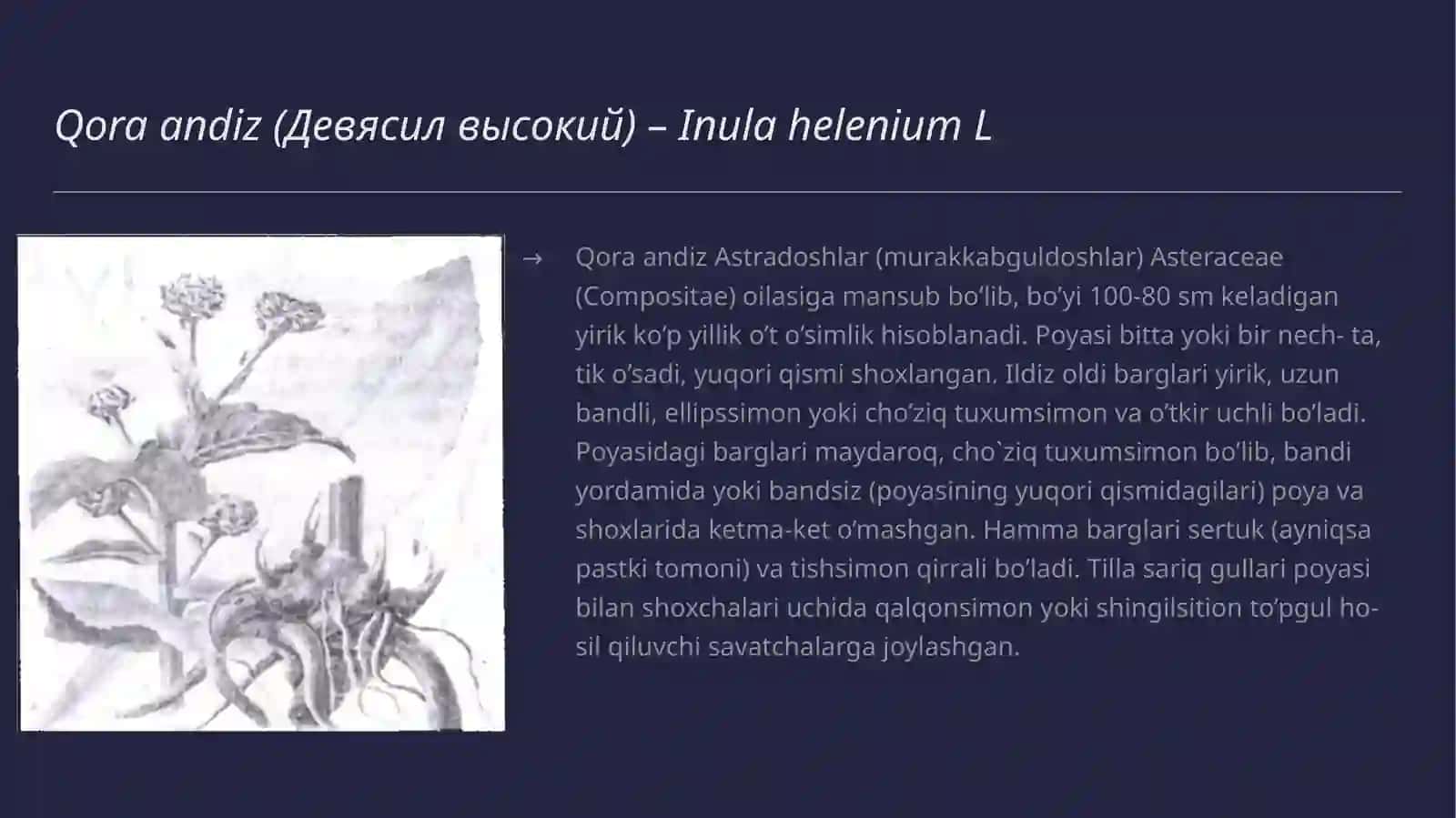 Qoraandiz (Девясилвысокий) 2