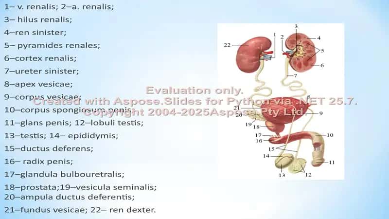 Nefropatiya. Glomerulonefrit, o’tkir buyrak yetishmovchiligi, piyelonefrit 2