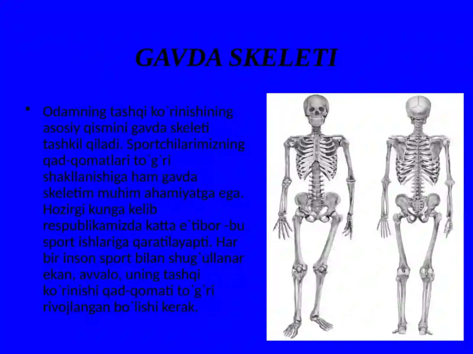 Odam gavdasi tashqi skeletining umumiy xarakteristikasi 2
