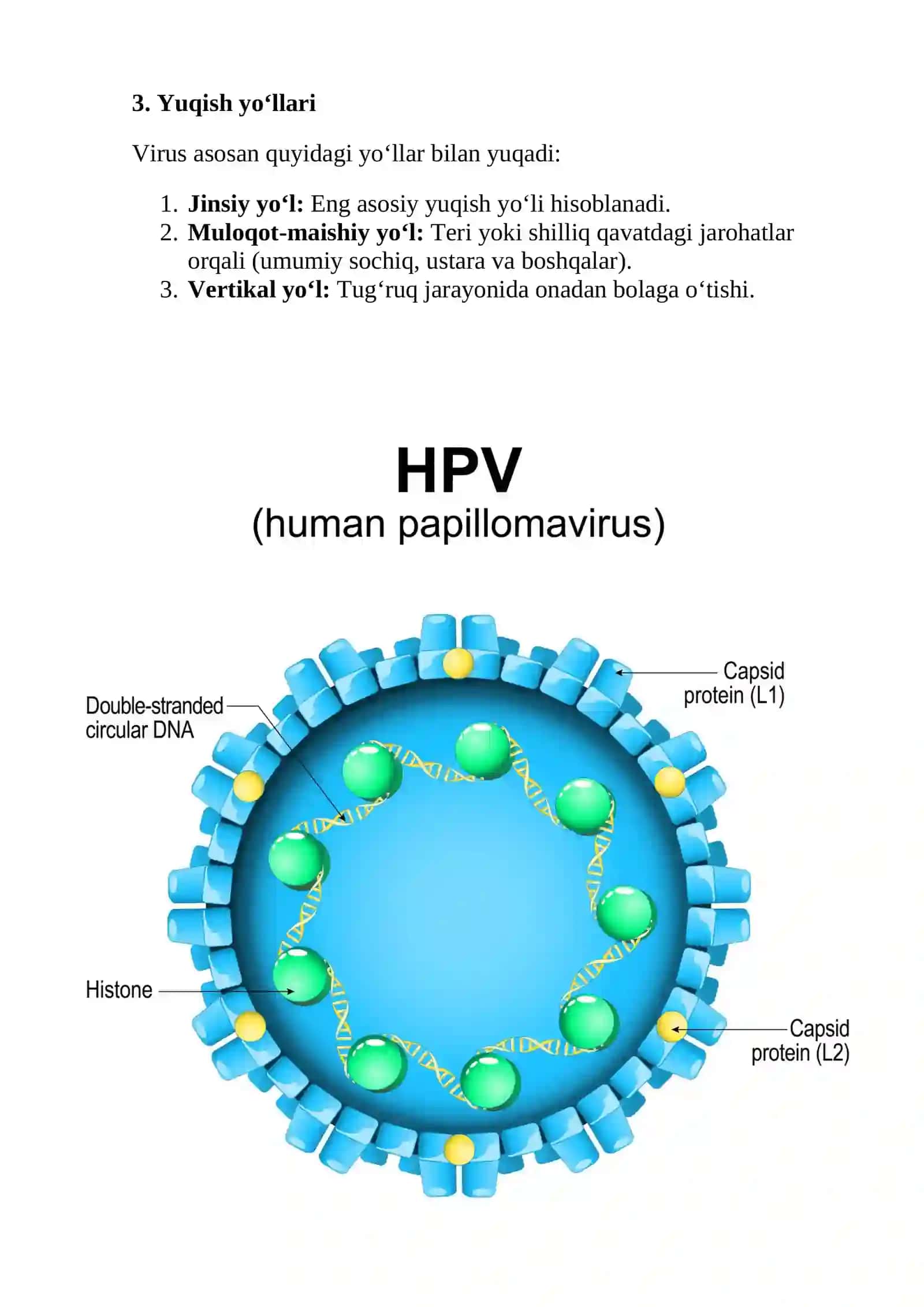 Inson Papillomasi Virusi (IPV): Etiologiyasi, Klinikasi, Kechishi va Profilaktikasi 2