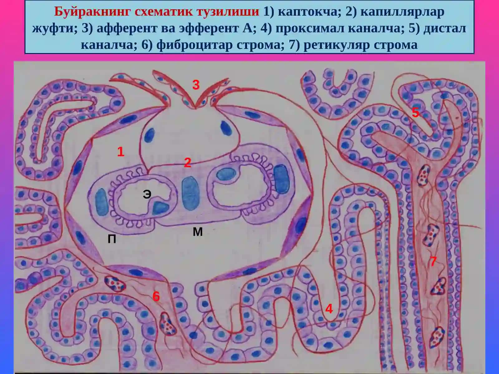 “Буйрак касалликлари” 2