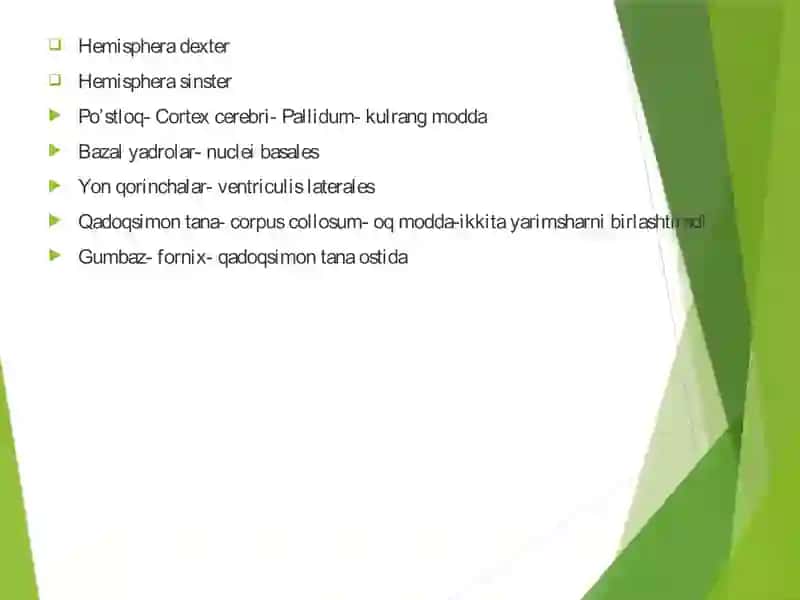 Telencephalon. Bazal yadrolar. Bosh miya pardalari теленцефалон бош мия пардалари базал ядролар 2