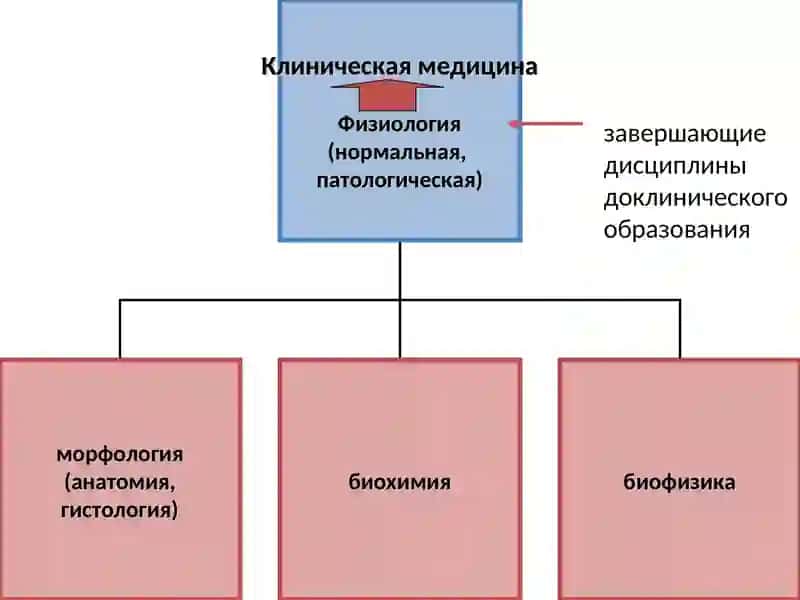 Введение в физиологию. Физиология клетки 2