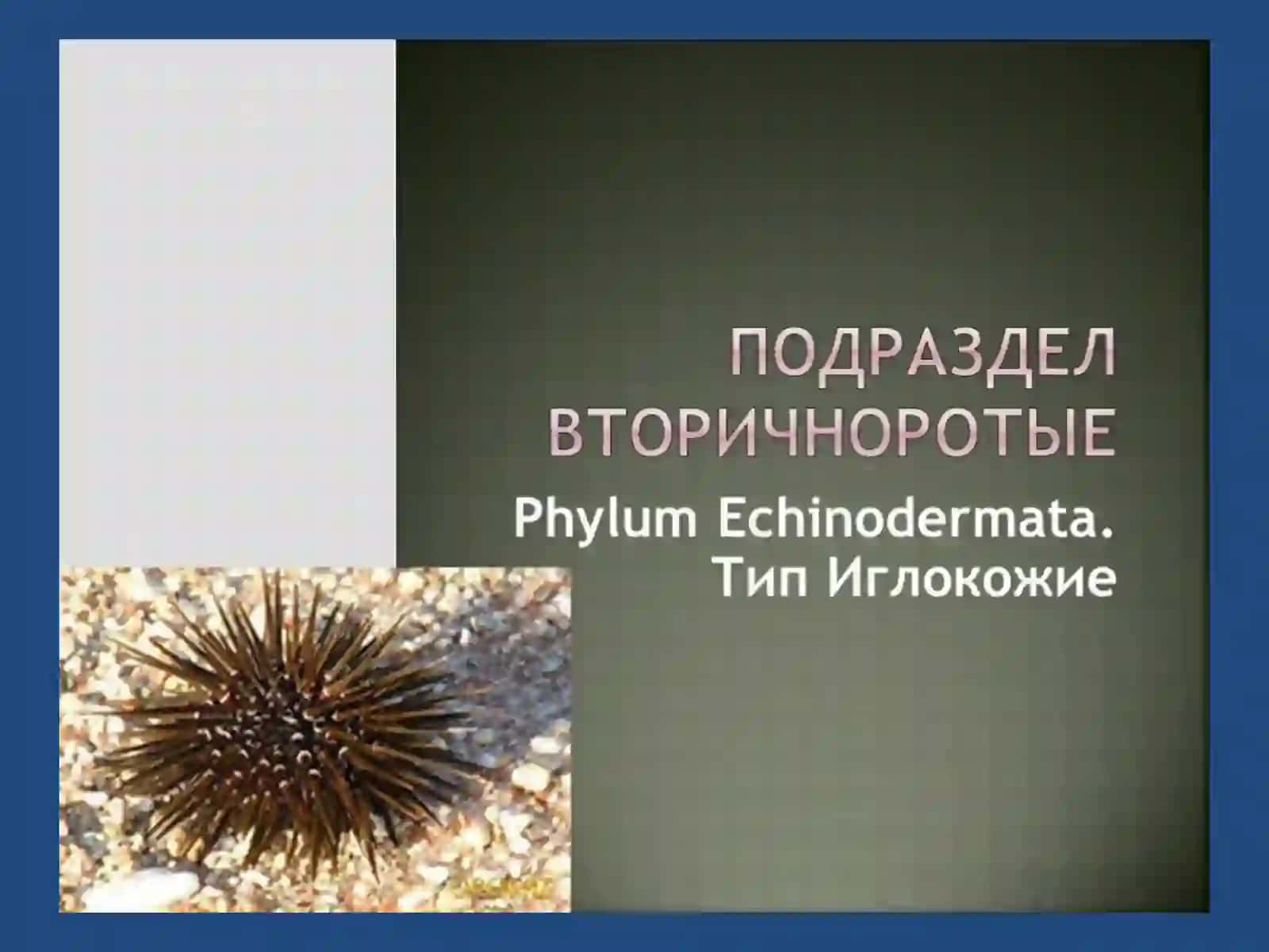 ТИП ИГЛОКОЖИЕ 2