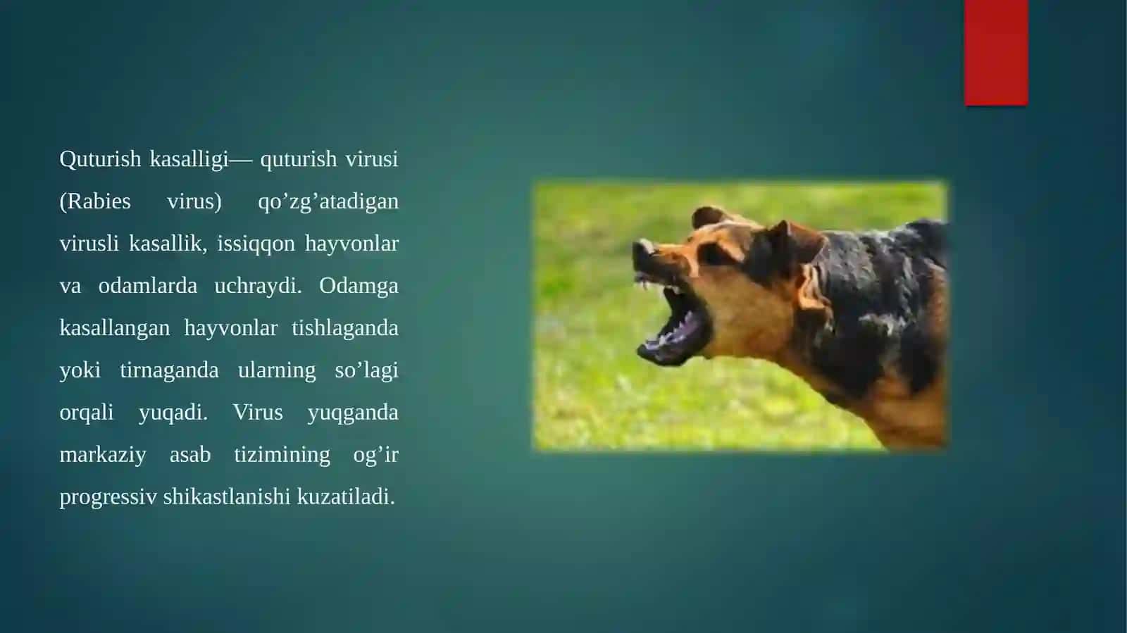 Qutirish kasalligiga diagnoz qo’yish. Virus fiks bilan sichqonlarda biologik namuna qo’yish usullari 2