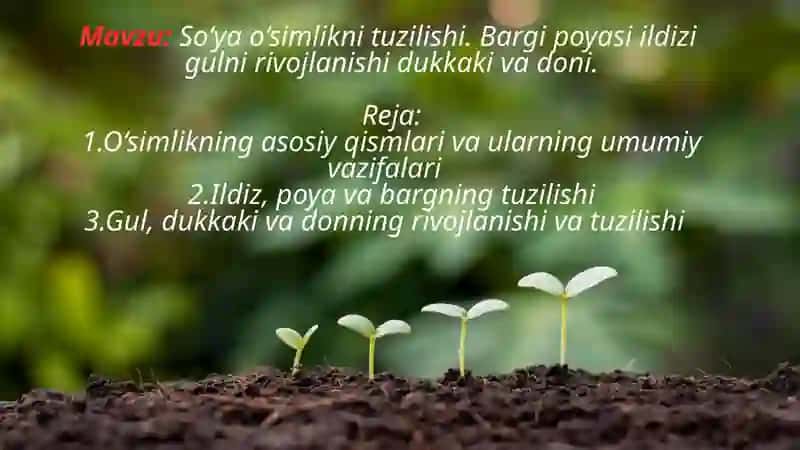 So‘ya o‘simlikni tuzilishi. Bargi poyasi ildizi  gulni rivojlanishi dukkaki va doni. 2