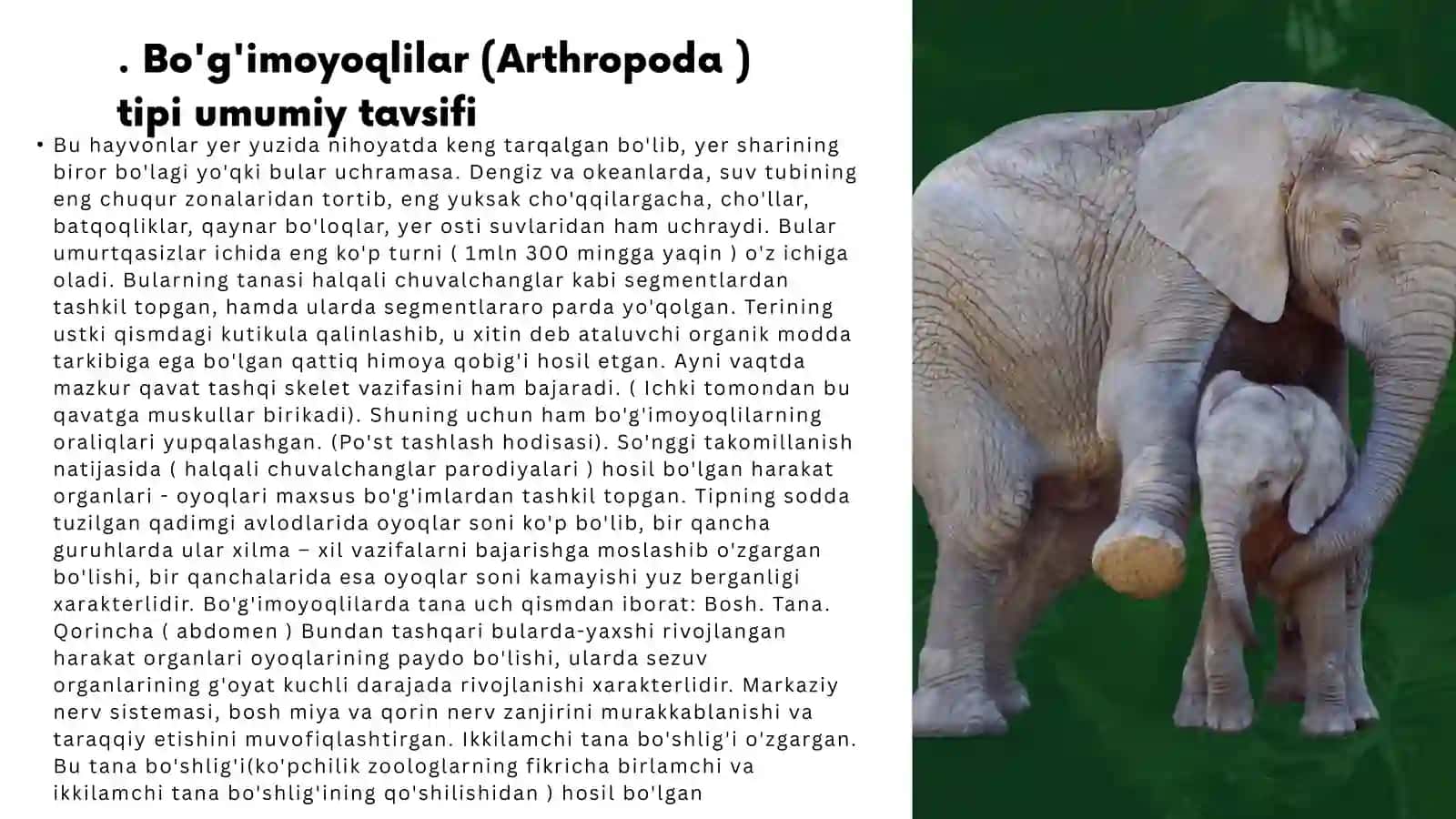Bo'g'imoyoqlilar tipi xarakteristikasi va klassifikatsiyasi 2