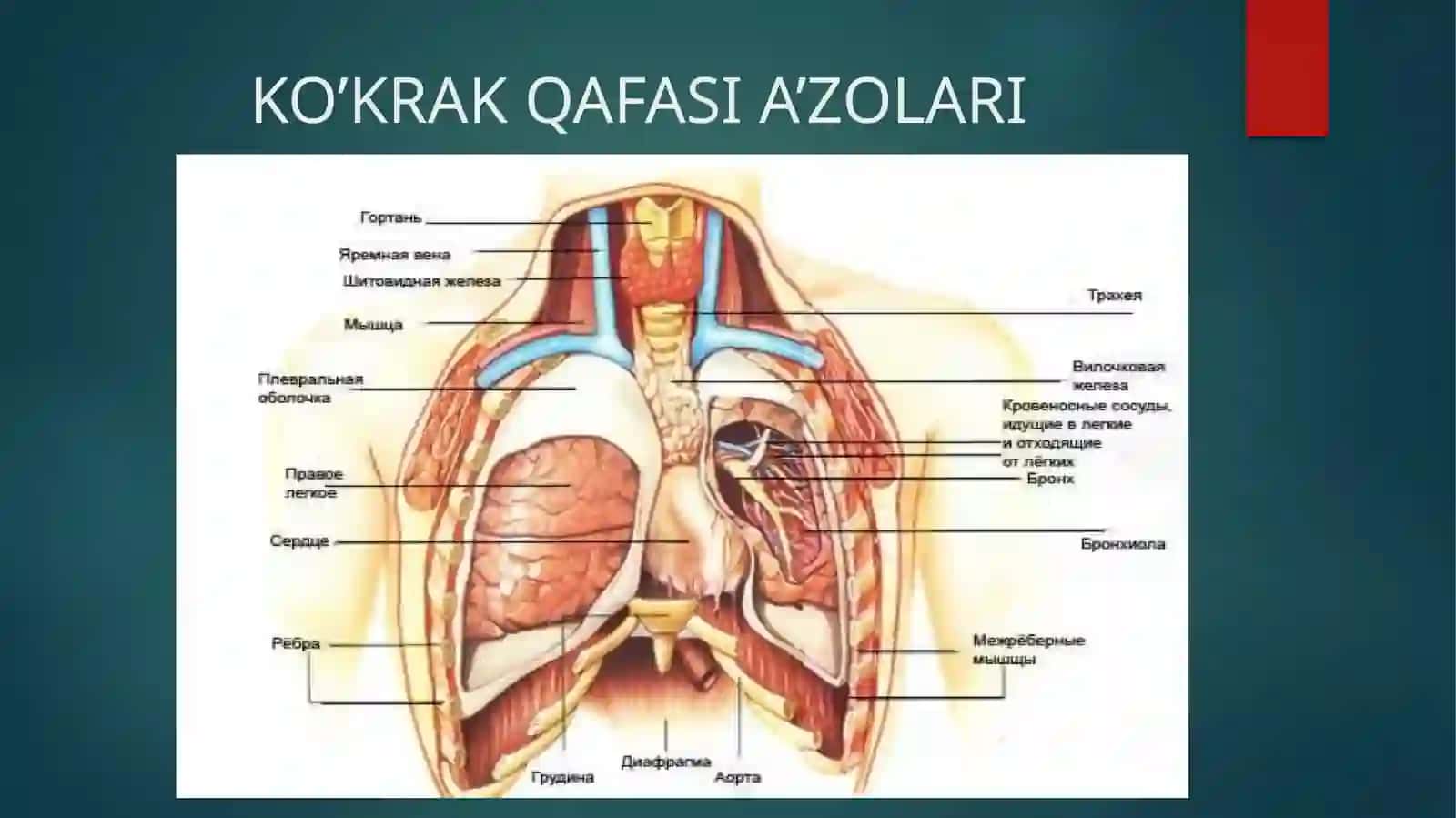 PLEVRA. KO’KS ORALIG’I. ULARNING YOSHGA QARAB O’ZGARISHI 2