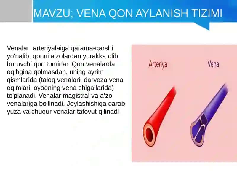 VENA QON AYLANISH TIZIMI 2