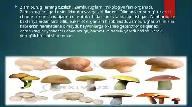 Zamburug‘larning tuzilishi 2