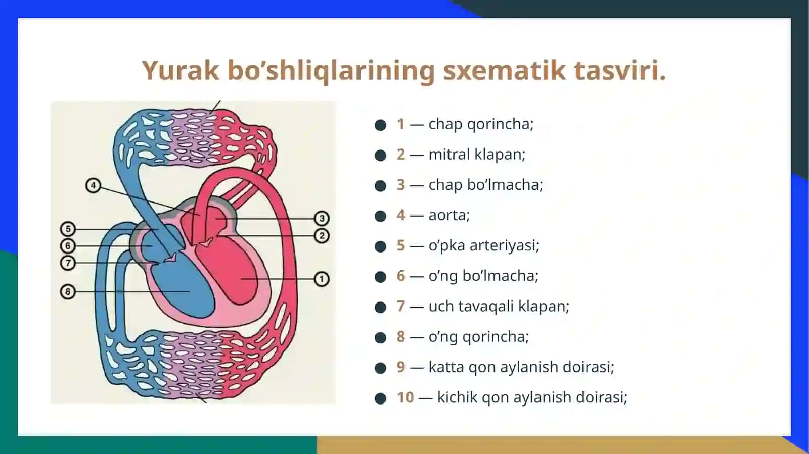 Revmatik isitma. Yurak nuqsonlari: Mitral nuqsonlar 2