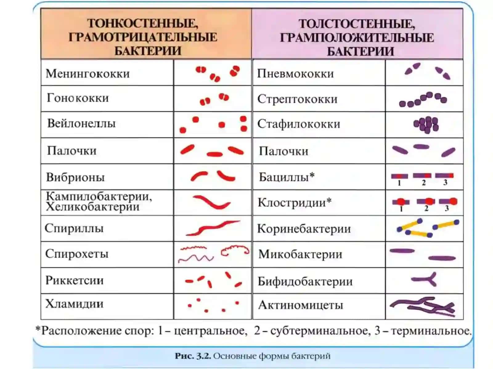 Кокки и их значение в патологии человека 2