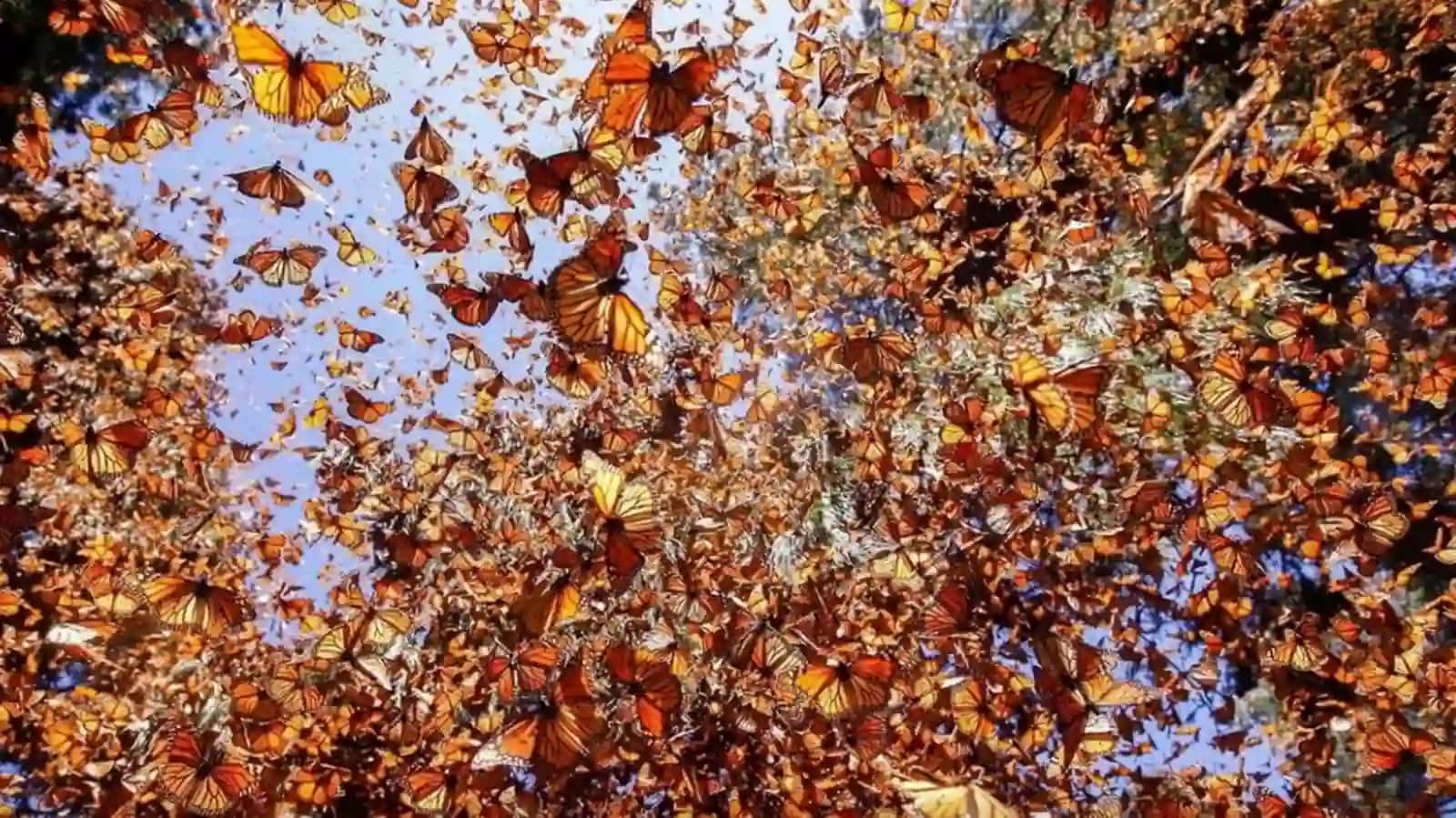 Amerika monarx kapalagi - Danaus plexippus 2