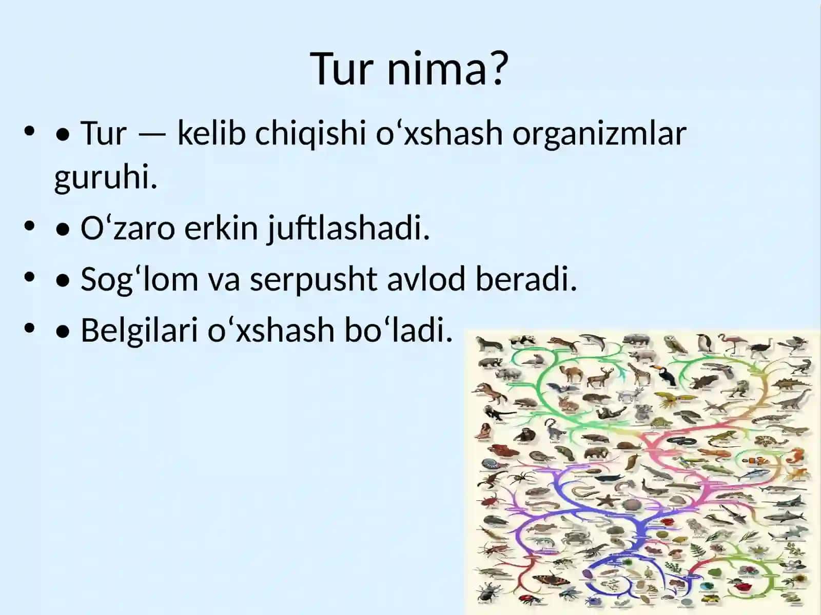 Tur tushunchasi va rivojlanish tarixi 2