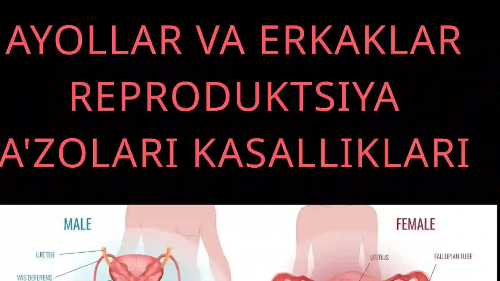 Reproduktiv tizim va kasalliklari 2