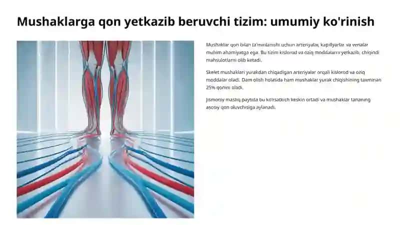 Mushaklarning qon bilan ta'minlanishi 2
