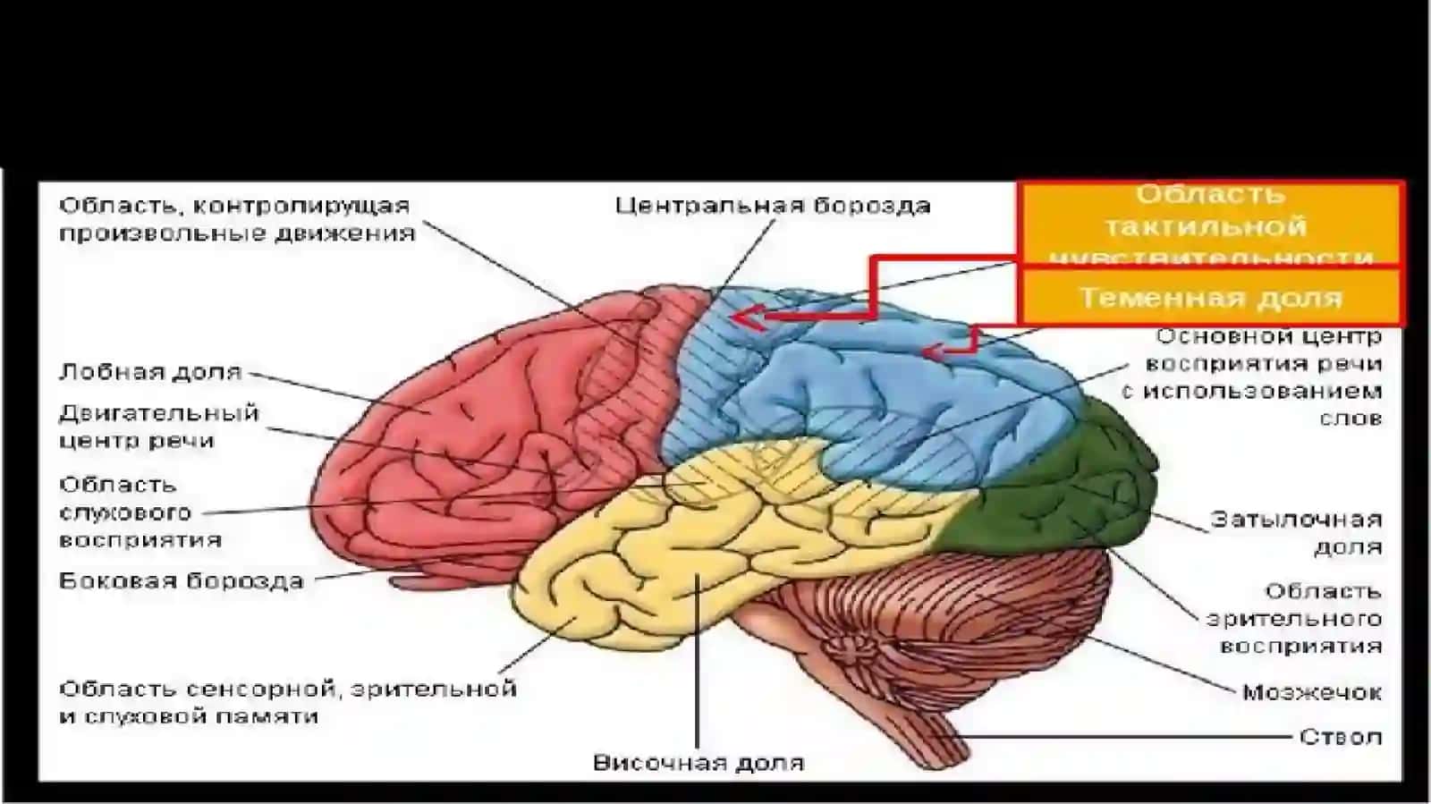 Тактильная сенсорная система 2