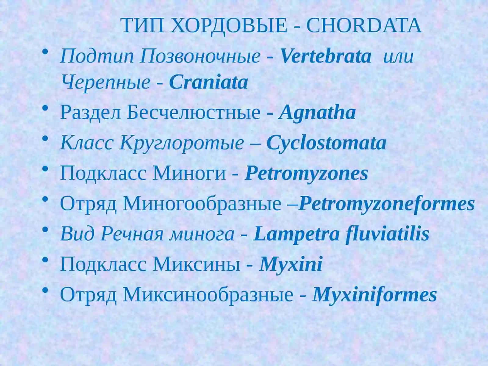 Бесчелюстные Agnatha, Класс Круглоротые Cyclostomata 2