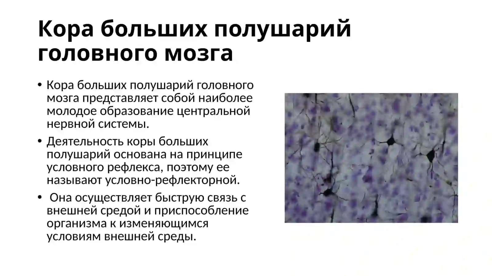 Кора больших полушарий головного мозга 2
