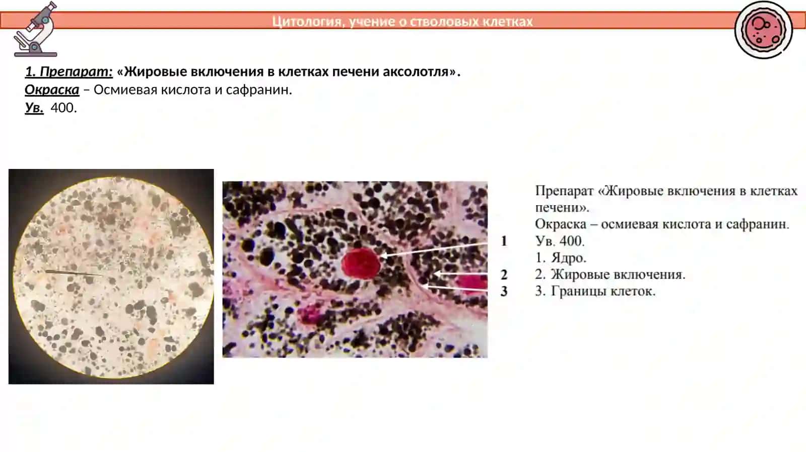 Жировые включения в клетках печени аксолотля 2