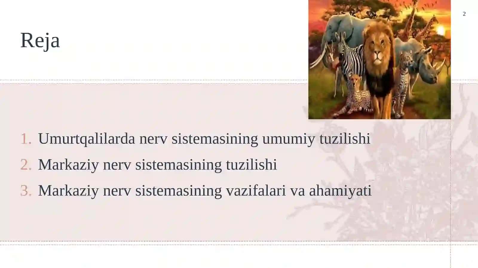 Umurtqalilar markaziy nerv sistemasini tuzilishi va vazifasi. 2