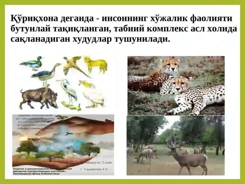 Ўзбекистон қўриқхоналари экотизимлари 2
