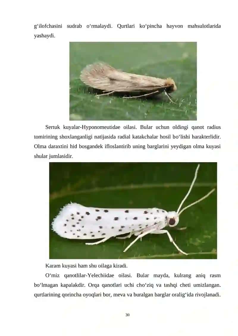 Tangachaqanotlilar sistematikasi 2