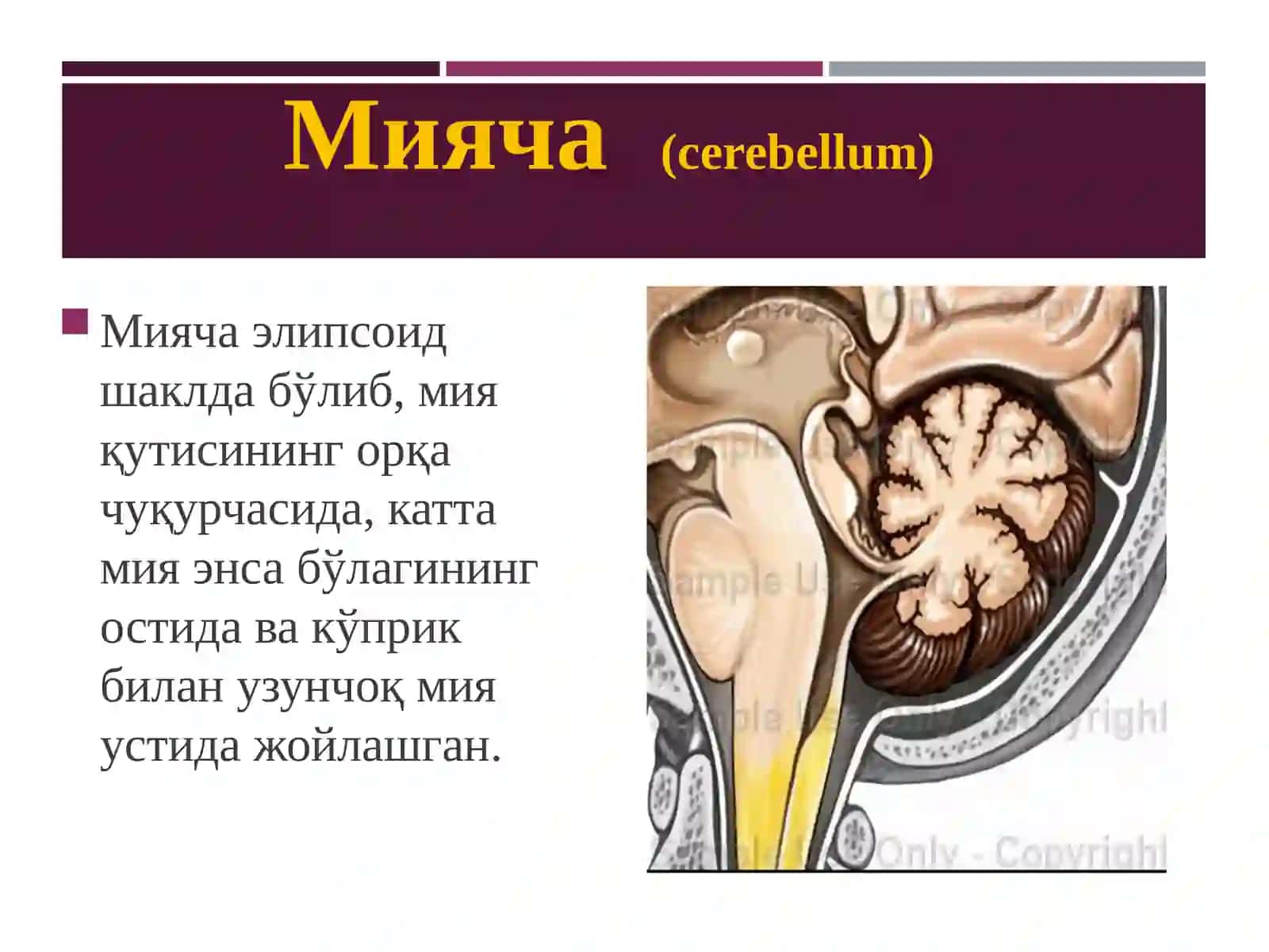 МИЯЧА 2