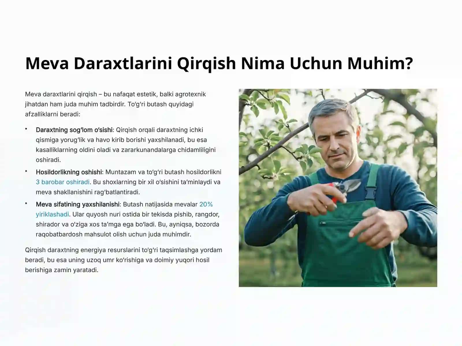 Meva Daraxtlariga Shakl Berish va Qirqish: Hosildorlik va Sifat Sirlarini O‘rganamiz 2