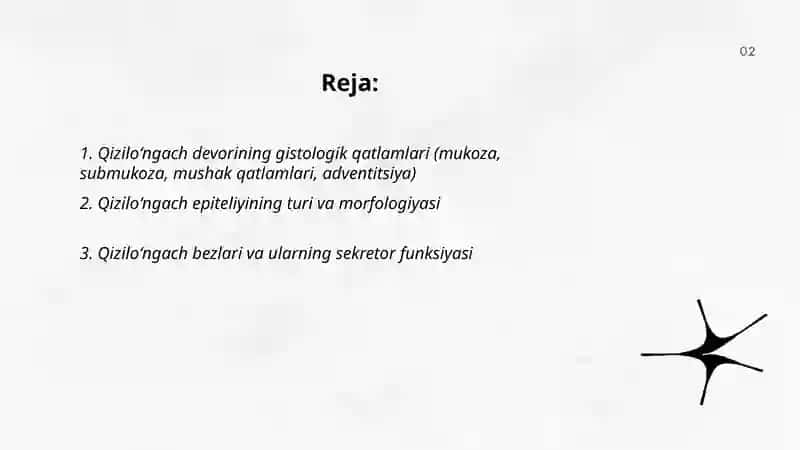 Qiziloʻngach va meʼda gistologiyasi 2