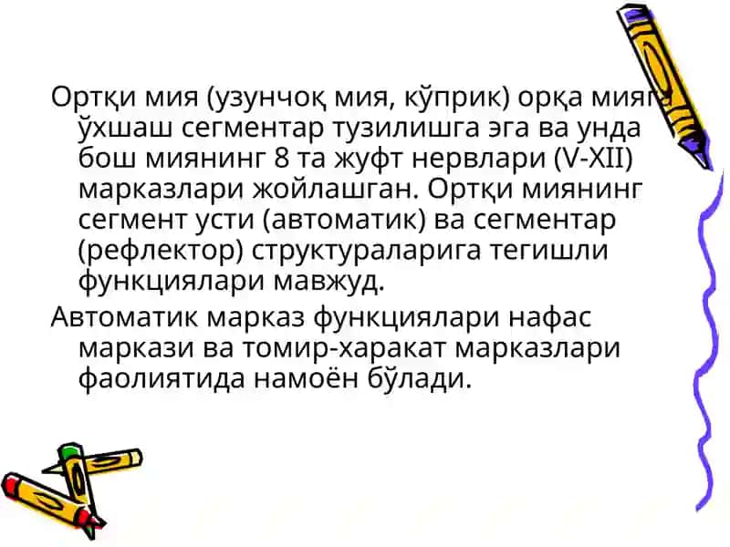 Узунчоқ мия ва ўрта мия функциялари 2