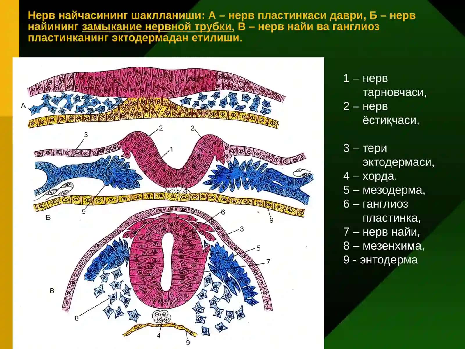 Нерв тўқимаси 2