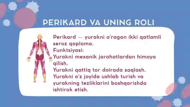 Perikard va uning roli 2