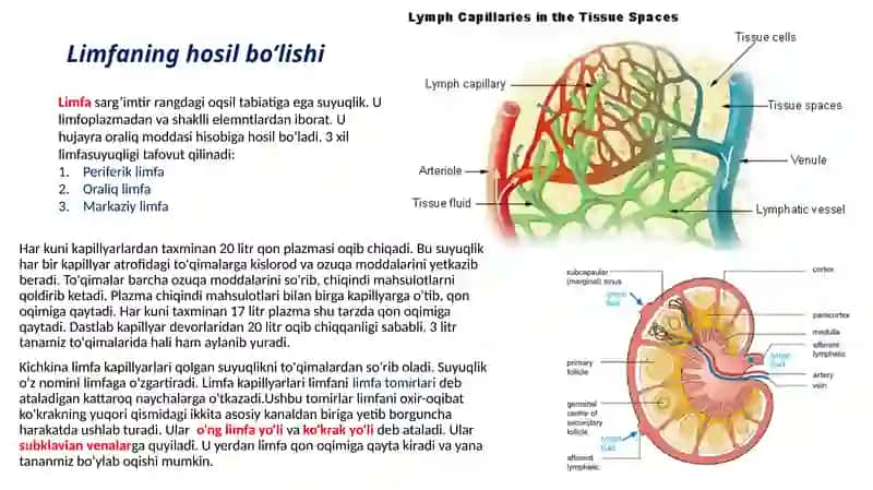 Limfaning hosil bo’lishi, tarkibi va vazifalari 2
