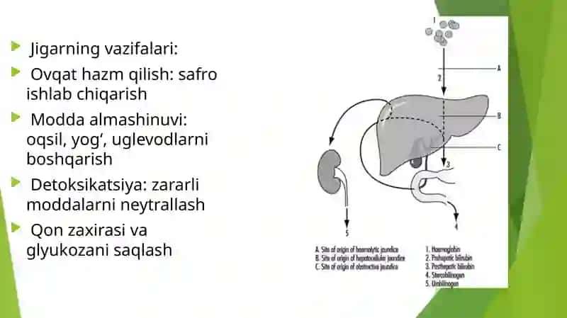 Jigar,o‘t-safroajralishi,me’daostibezifiziologiyasivapankreatiksekretsiya 2