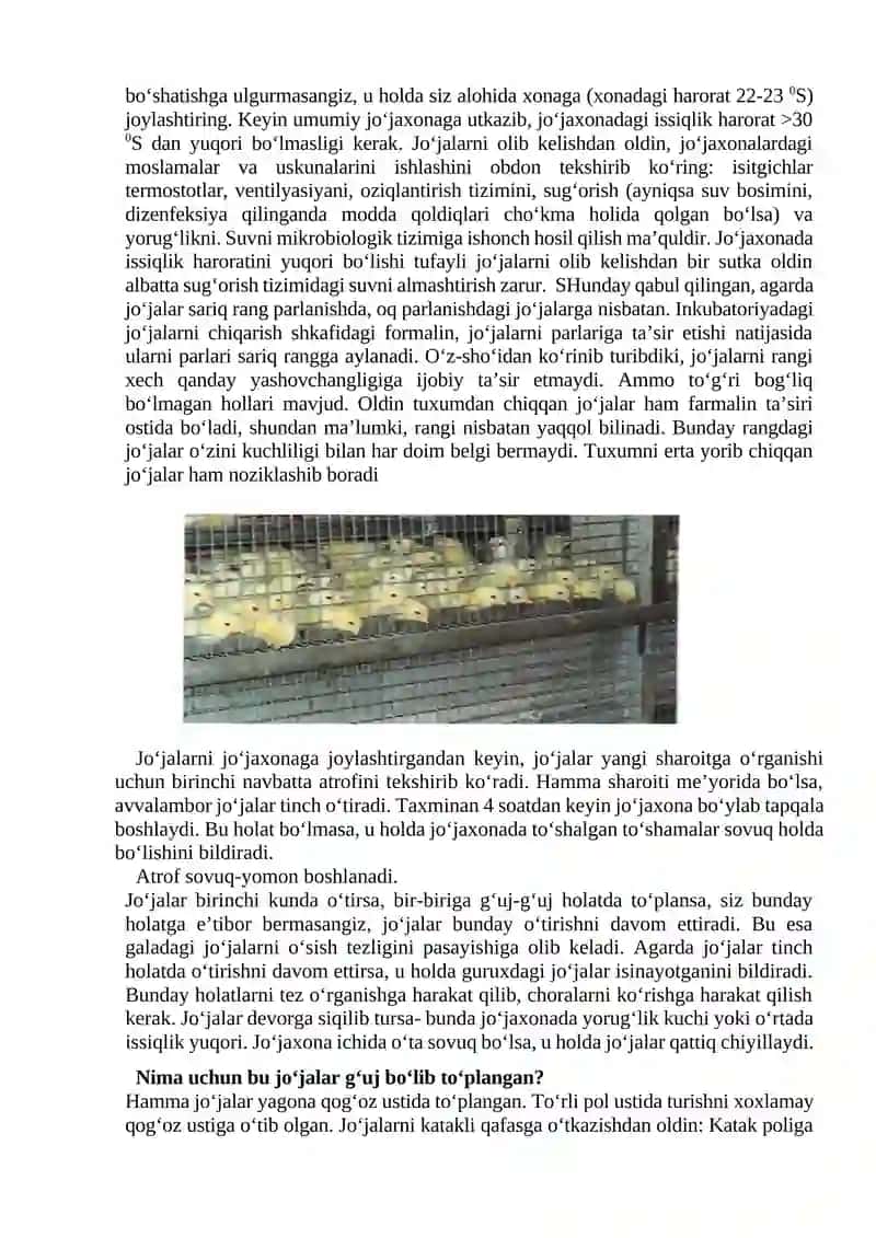 Qishloq xoʻjalik parranda joʻjalarini oʻstirish 2