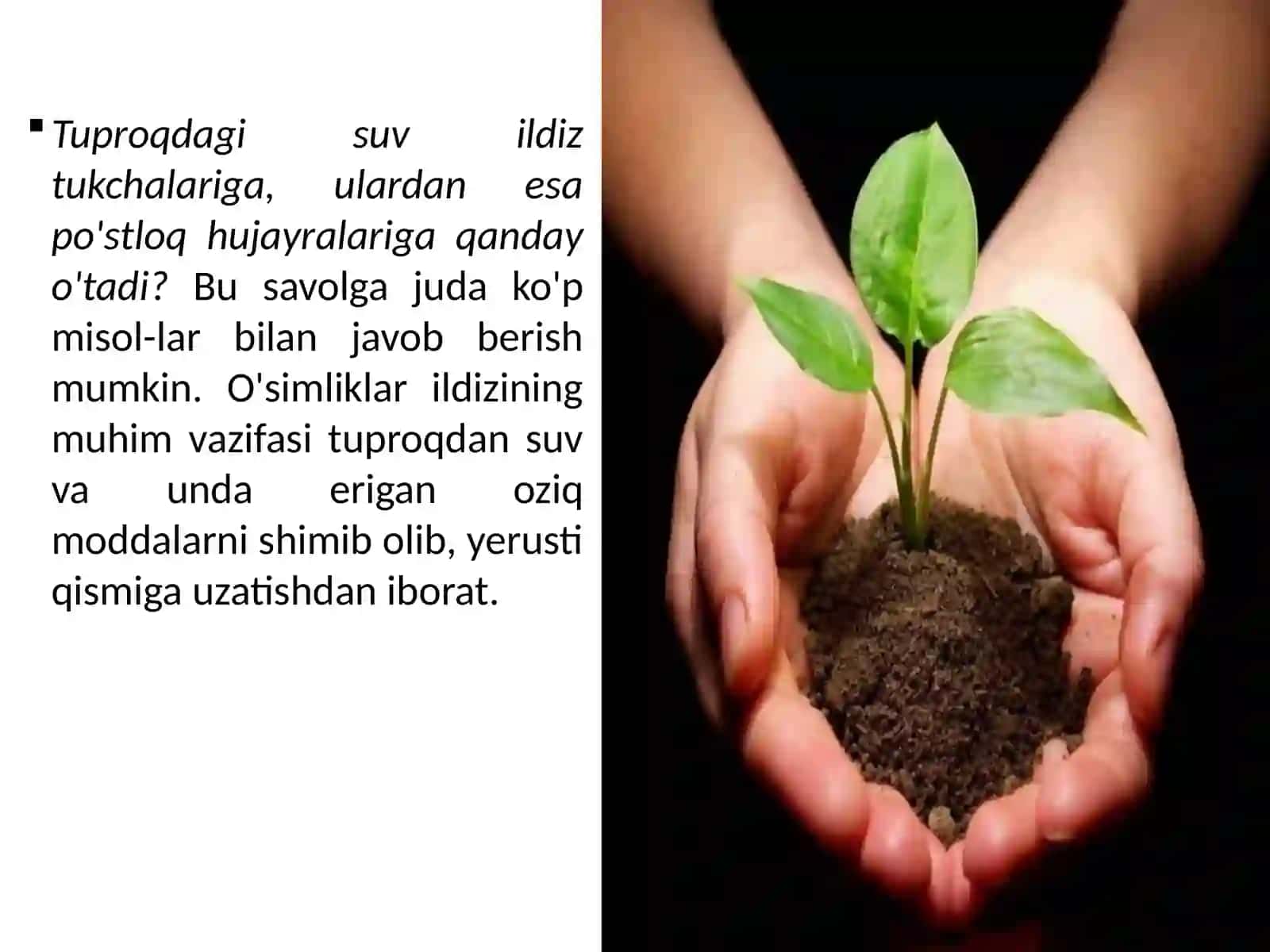 6-sinf Botanika O'simliklarning mineral oziqlanishi, Ildiz bosimi, O'g'itlar 2