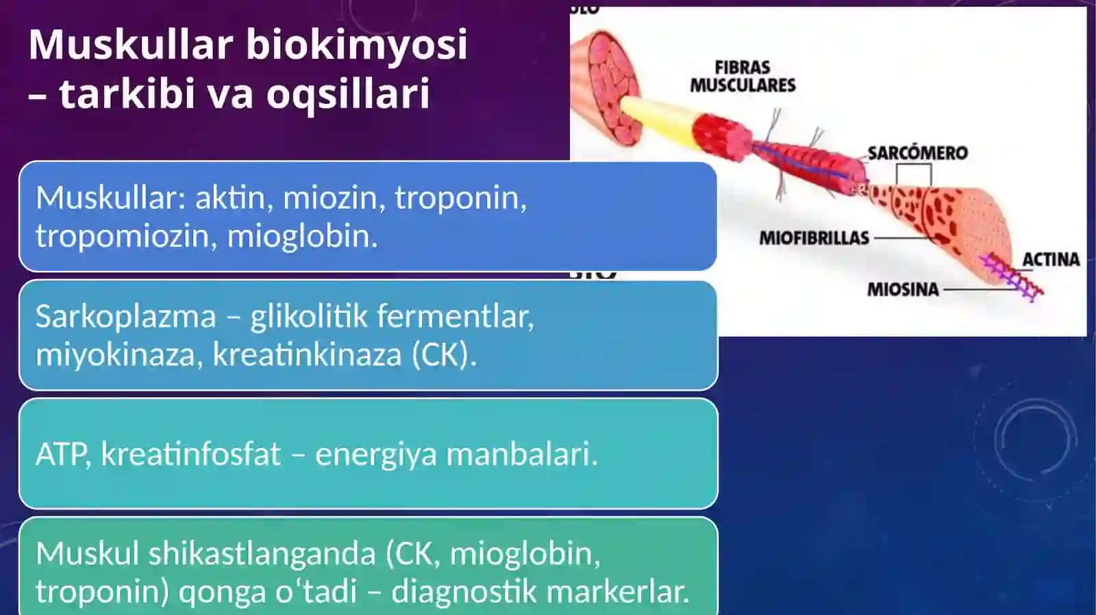 Muskullar va biriktiruvchi to‘qima biokimyosi 2